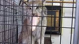 猞猁护食很凶，就是它的叫声太出戏，感觉像假的