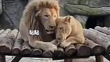 隔壁虎子看狮子在秀恩爱，虎子也想找个媳妇