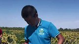 收获了大家喜欢吃的大瓜子