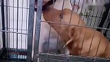 赛文对小石榴“恨之入骨”，小迷糊也帮腔作势，一点不孝顺