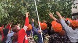 游客暴力采摘景区果子被斥“强盗”仍不理会 景区：只能侧面提醒