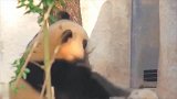 熊猫：胖娃儿，你还晓得你六十多斤了
