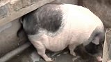 广东佛山：宠物猪一年长到200斤，男子忍痛割爱寻找新主人