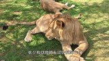 鬣狗挑衅狮子，狮子直接就冲了上去，没想到结局是这样