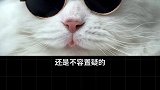 猫知道自己是猫吗？宠物知识 萌宠出道计划