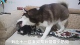 让哈士奇带小奶狗，能活下来，主人就很欣慰了！