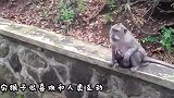 猴子抱着小女孩一步不离，当成自己的孩子，结果把小女孩弄哭了