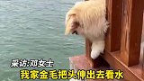 金毛看水不慎头被卡，问君能有几多愁，恰似金毛卡狗头