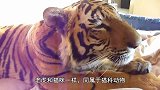 夫妇俩领养了一只老虎，从小当猫咪养，如今画风突变！