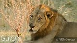 赞比亚壮年雄狮身患严重皮肤病无法痊愈—与野牛自杀式搏斗求死