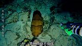 渔民夜间潜捕，捕获到脸盆大的墨鱼，赚大了
