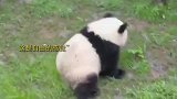 熊猫：爬最高的树，摔最狠的跤，没错我就是功夫熊猫！