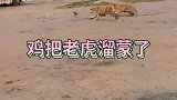 老虎被小鸡耍得团团转，动物园拍到这一幕，网友家养的“大猫”