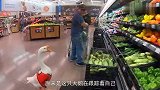 男子收养了一只大鹅，不料大鹅跟着他去买菜，大家忍住别笑