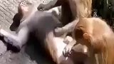 还是猴子会享受啊，两个人给按摩