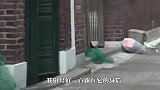 流浪猫遭坏人虐待，腰部缠上电线痛苦不堪，结局太暖了