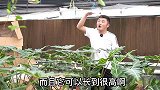 网红绿植萨利安海芋怎么养？学会这几招，枝繁叶茂，优雅美观。