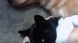狗子:你能放开我么,我才不要你抱!