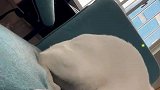 猫咪脚指甲被卡，巧妙用瑜伽动作脱困