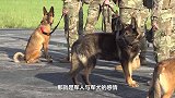 军犬如果退役了，俄罗斯给奖励，英国太残忍，中国做法最有人情！