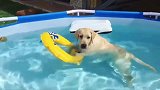 狗狗在水里，明明自己可以游，它还偏要扶着游泳圈！
