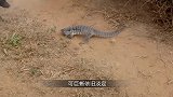 5只恶犬包围科莫多巨蜥，不料其中一只被咬中，还能活吗