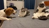 狗狗和猫咪吵架，一旁短腿猫咪表情亮了，看完别笑