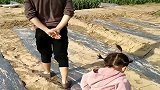 说她不是她爹亲生的，连傻子都不会信，眼前这一幕真绝了！