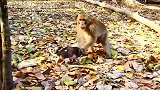 猴王按住小花狗，让它别过来，小花狗不听，还把猴妈带过来，搞笑