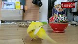 主人将套娃玩具换成大号的之后，小鹦鹉表示一时不能接受！