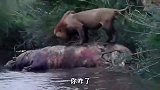 雄狮吃河马肉，突然“黑影”猛蹿而出，秒被“开膛破肚”！