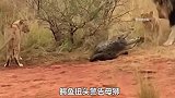 雄狮大战鳄鱼，鳄鱼竟然全程毫无还手之力，结局更是让人意想不到