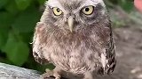 猫头鹰这眼神就是现实版的，愤怒的小鸟