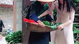每次在客栈遇到老奶奶卖菜，剩下的我都全买了，老人种菜不容易啊