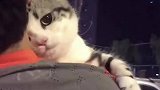 这家伙！这不纯纯绿茶猫嘛