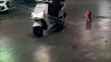 呆萌狗狗在停车场走失，保安大叔骑电动车带着找主人
