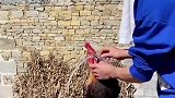 公鸡嘴里叼水管，帮主人洗头