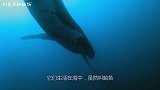 一群虎鲸和女子在水里和谐共游，难得一见的情景被无人机拍下