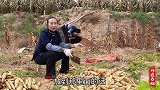 排骨原来还能这样吃？春姐做陕北特色排骨焖丸子，姐弟3人吃美了