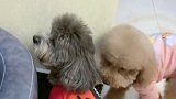 泰迪灰崽犯错被主人教训，崽胖子看见后立马抱住灰崽，太暖了！