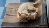 橘猫正在教训自己的孩子，小猫咪太不听话了