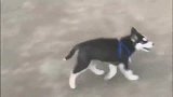 小二哈招惹三只中华田园犬，结果反被打一顿