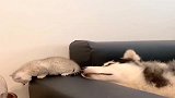 二哈照顾小猫咪，这下知道女人带孩子多操心了吧！