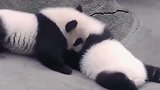 熊猫连打架都这么萌，正在闹矛盾，看完别笑！