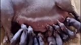 # #高产母猪 #养猪专业户