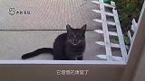 真正的“招财猫”谁能养一只，那就发财了
