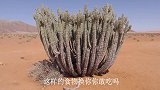 骆驼为什么爱吃带刺的仙人掌？不会扎嘴吗？切开后知道真相！