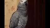 鹦鹉小灰对妈妈歇会儿吧，等下要直播，萌翻了