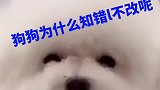 狗狗为什么知错不改，还有救吗
