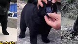 全网少有的五黑犬！中华田园犬中的极品！